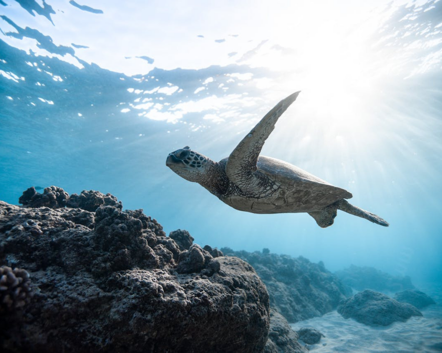 PADI Open Water Diver Course