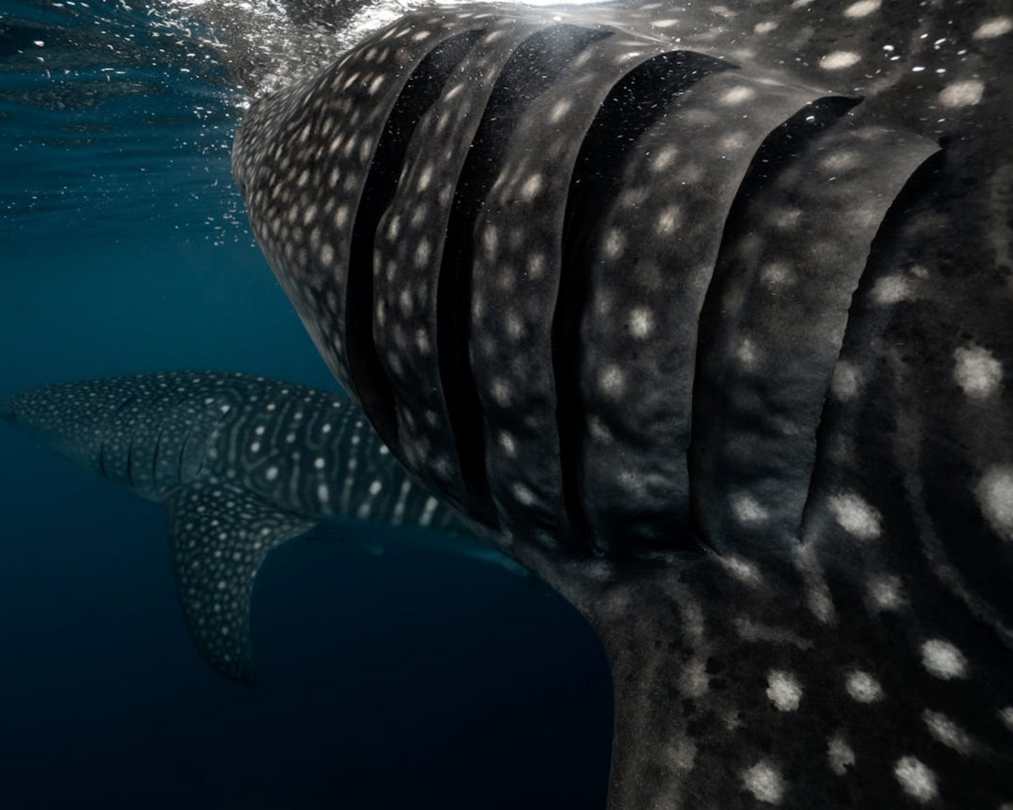 BUCEO CON TIBURONES – Inmersión de 3 tanques en el norte de las Islas Contreras