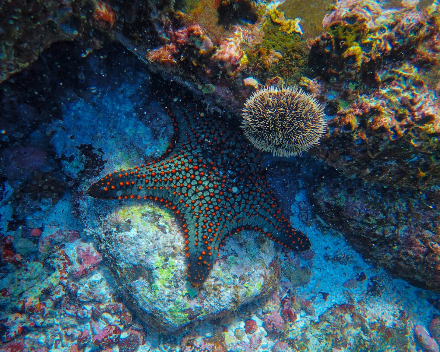 Descubra el buceo (NO SE NECESITA CERTIFICACIÓN)