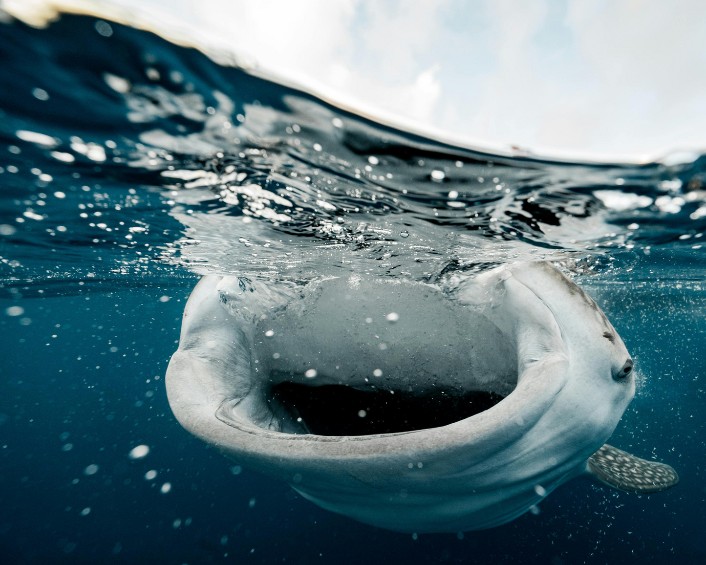 PADI Open Water Diver Course