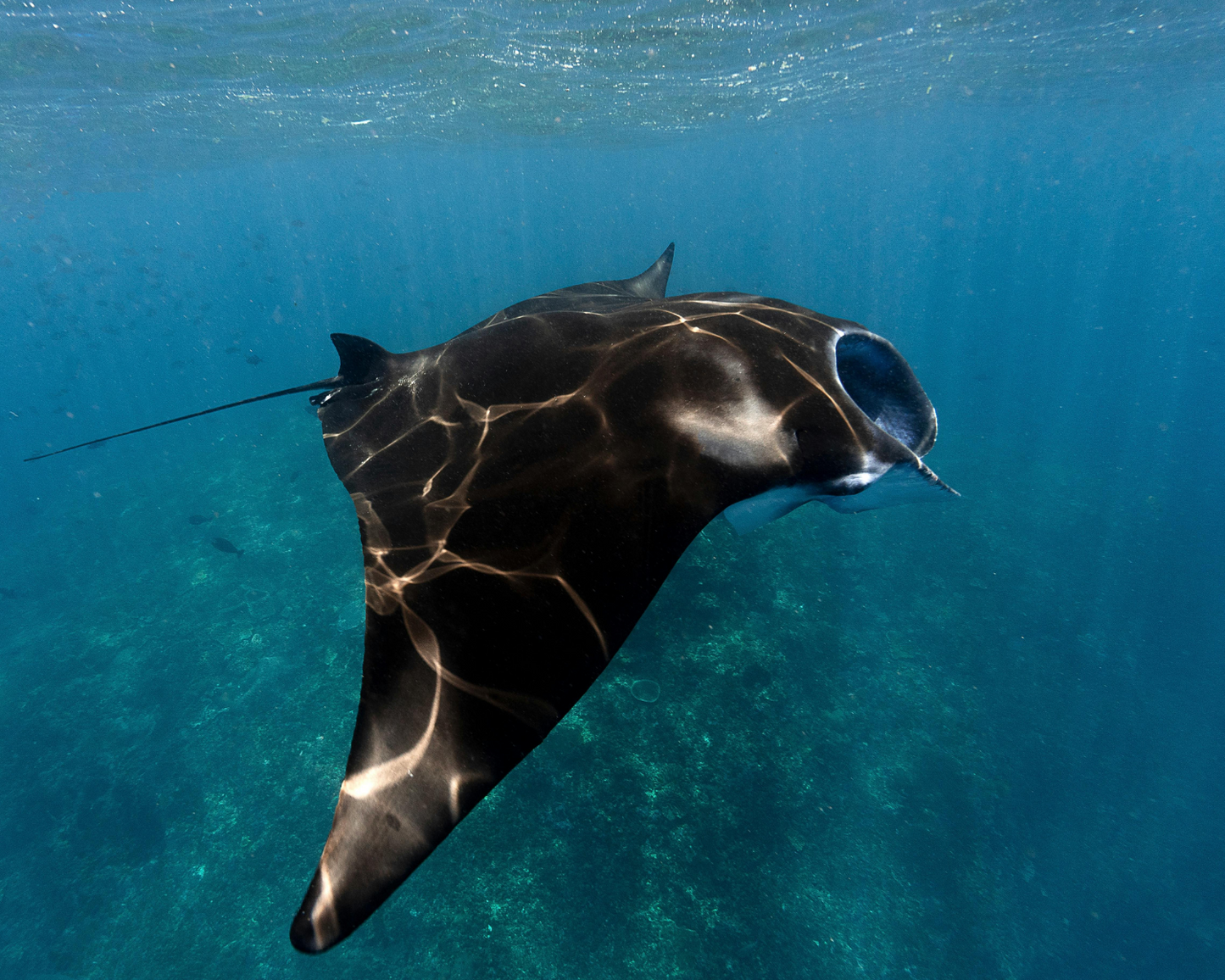 PADI Open Water Diver Course