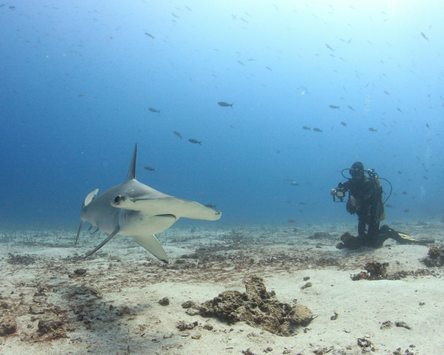Tour de buceo de 2 tanques - Parque Nacional Coiba (Buzos certificados, todos los niveles son bienvenidos)