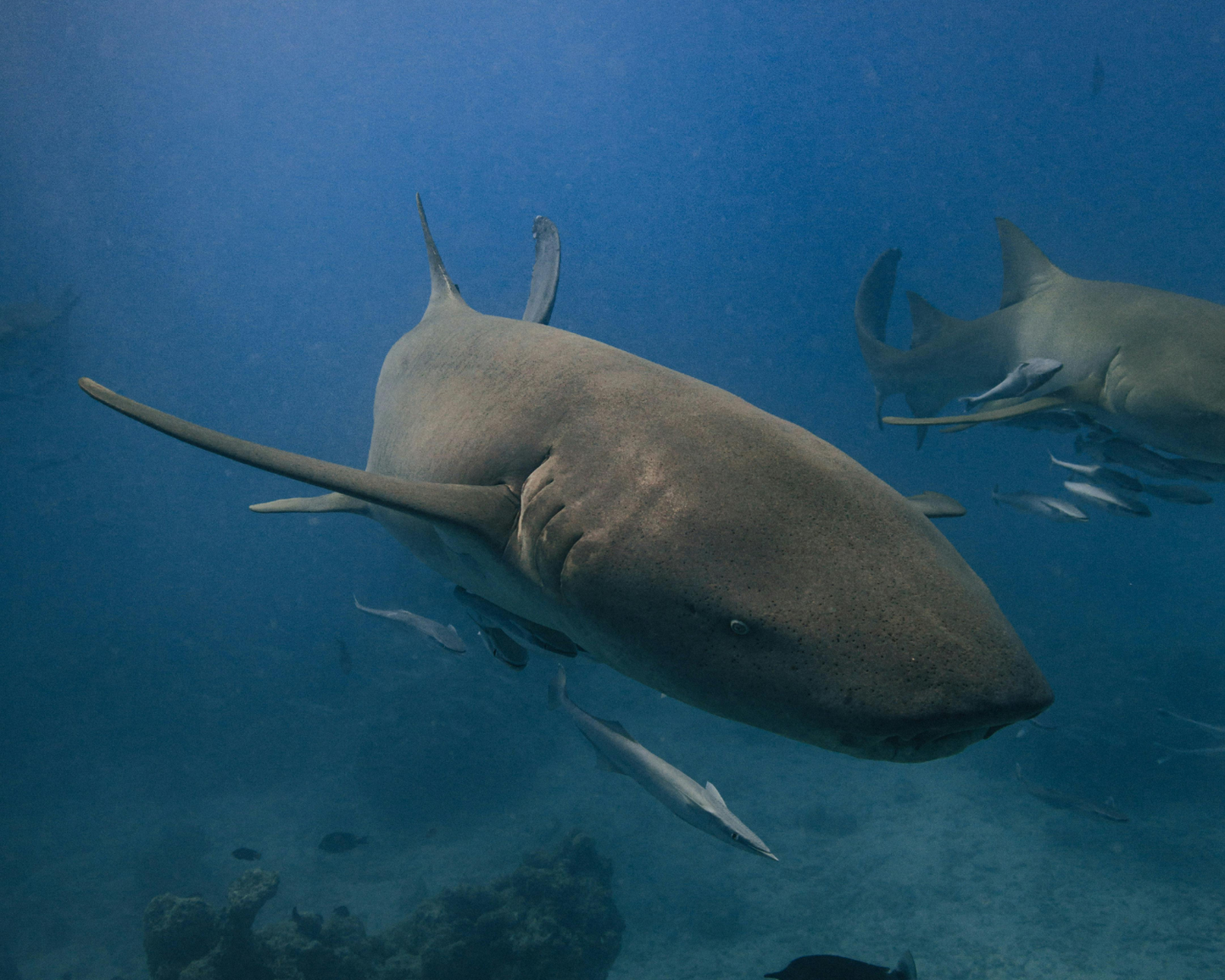 Descubra el buceo (NO SE NECESITA CERTIFICACIÓN)