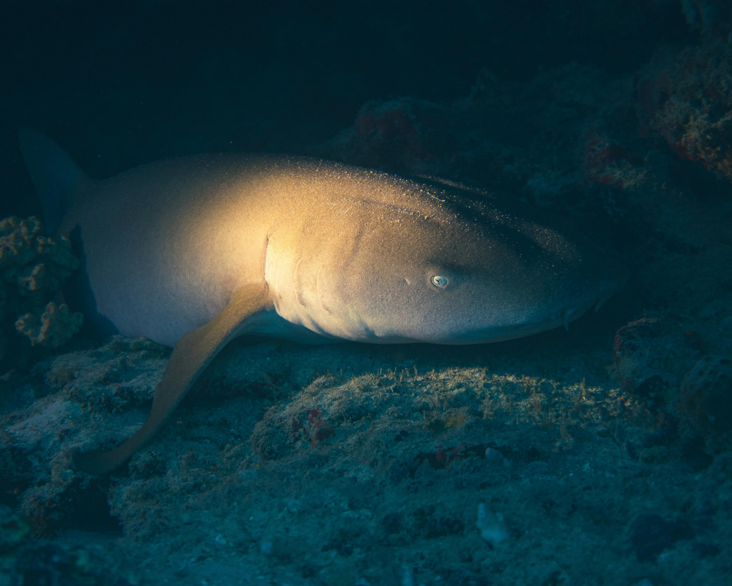 BUCEO CON TIBURONES – Inmersión de 3 tanques en el norte de las Islas Contreras