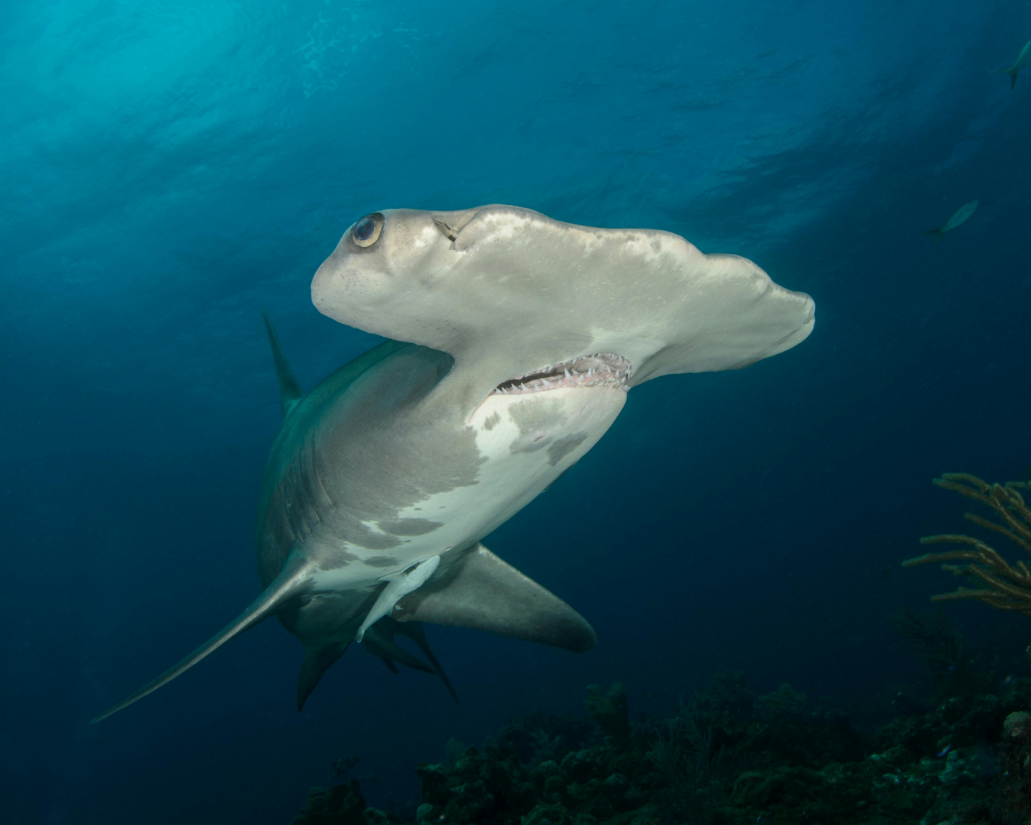 BUCEO CON TIBURONES – Inmersión de 3 tanques en el norte de las Islas Contreras