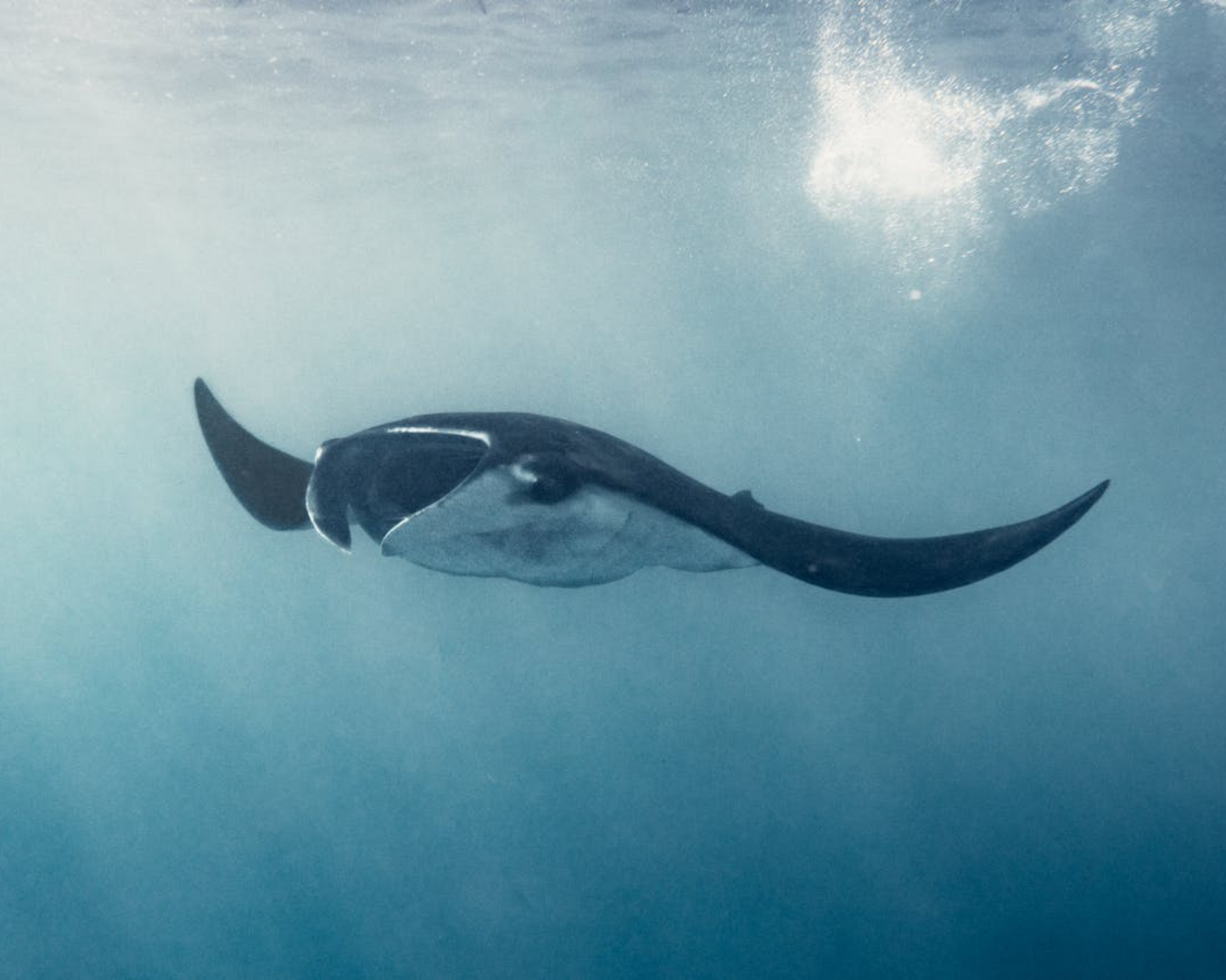 PADI Open Water Diver Course
