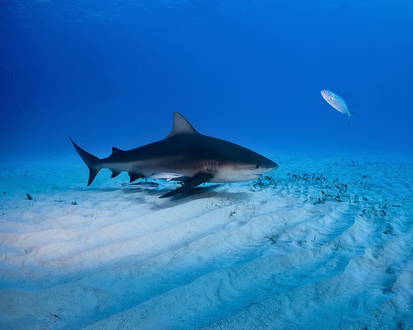 DIVE WITH SHARKS – Northern Contreras Islands 2 Tank Dive