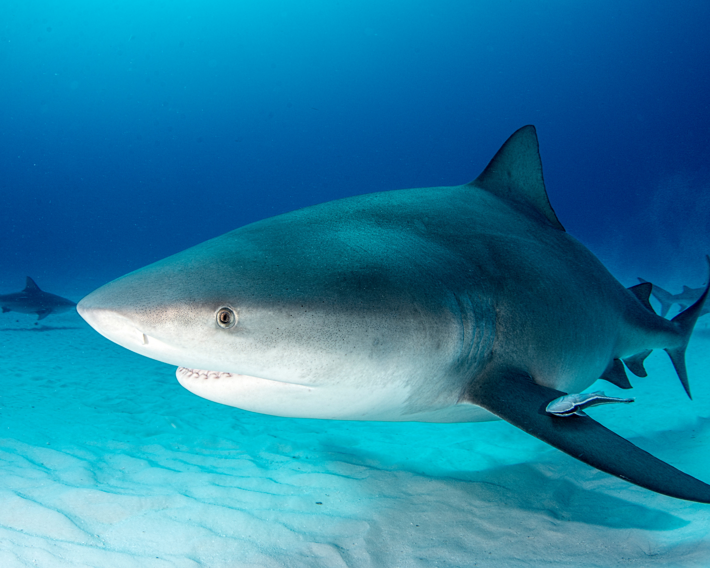 BUCEO CON TIBURONES – Inmersión de 3 tanques en el norte de las Islas Contreras