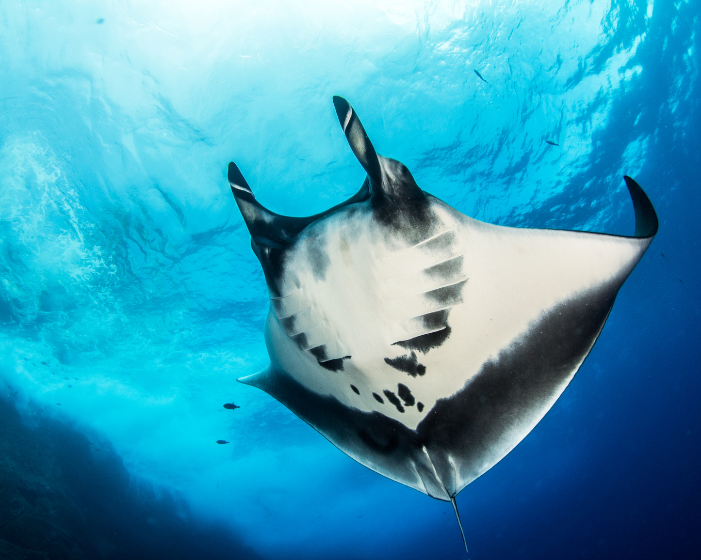 PADI Open Water Diver Course