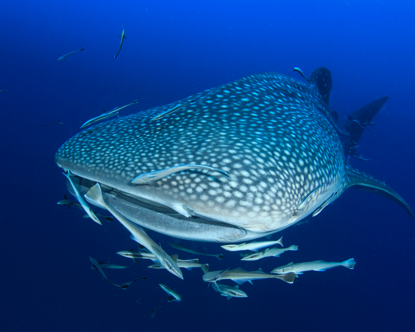 BUCEO CON TIBURONES – Inmersión de 3 tanques en el norte de las Islas Contreras