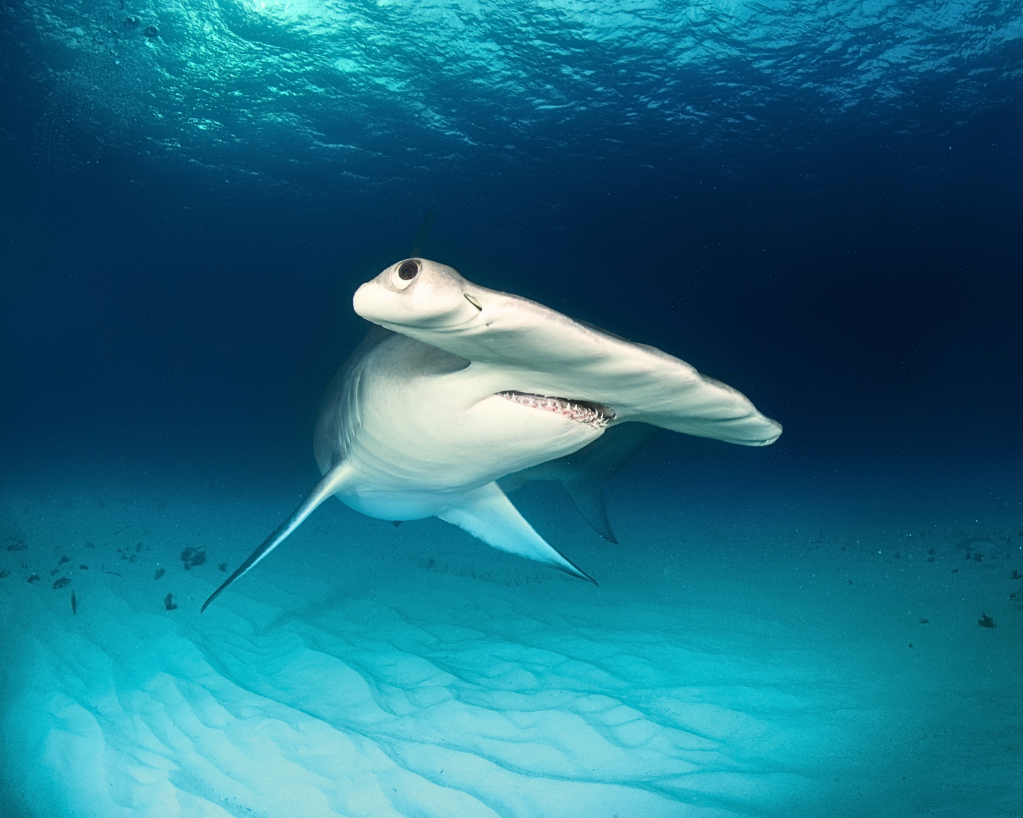 BUCEO CON TIBURONES – Inmersión de 3 tanques en el norte de las Islas Contreras