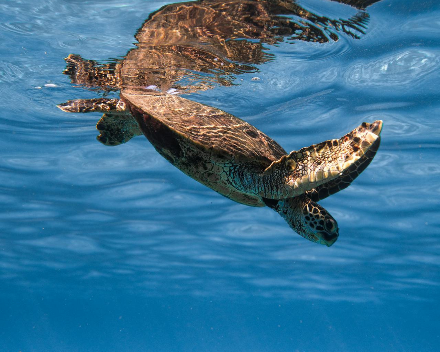 PADI Open Water Diver Course