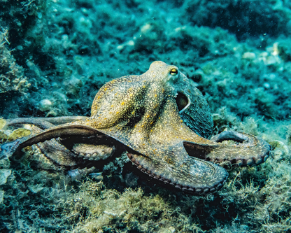 PADI Open Water Diver Course