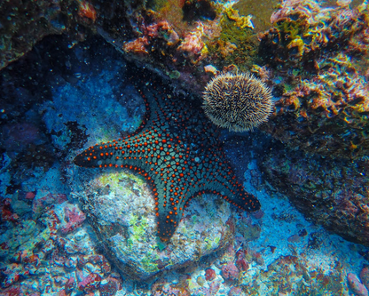 3 Tank Dive Tour - Coiba National Park (Certified divers – all levels)