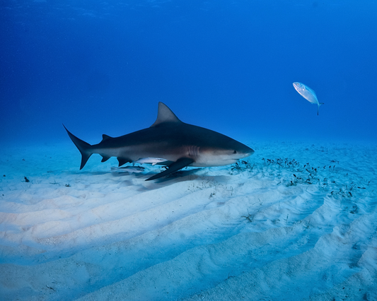 DIVE WITH SHARKS – Northern Contreras Islands 2 Tank Dive